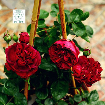 月季海格瑞月季花玫瑰月季丝绒般的红色攀援月季海格瑞大苗50cm不含盆