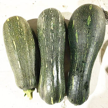 新鲜嫩南瓜北瓜河北当季青皮南瓜黑皮嫩北瓜长南瓜长北瓜时令蔬菜 3斤