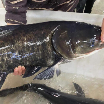 鮮美驚 千島湖花鰱魚整條大胖頭魚生態魚頭淡水魚鮮活魚特大魚水產活