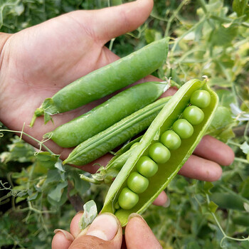 豌豆种子矮生中豌十一号11蔬菜种子荷兰豆农家蔬菜种子籽孑四季 中豌6