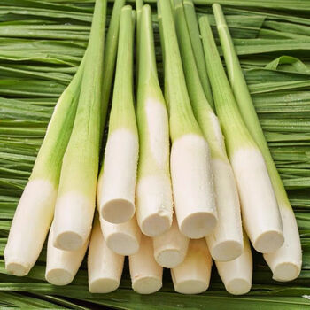 美礼农家新鲜蔬菜茭白3斤装时令茭儿菜营养食谱高山芦笋 2500g