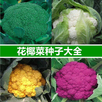松花菜种子宝塔花椰菜春季秋季菜花种籽花菜西兰花蔬菜孑 6个品种各1
