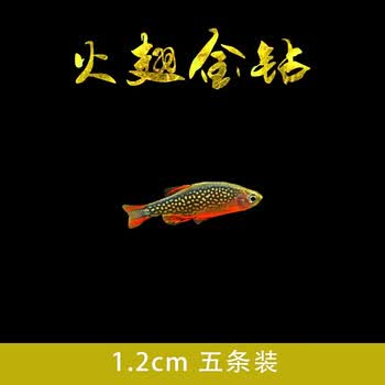 天弗红绿灯鱼小型淡水红斑马活体红鼻剪刀黑尾大勾草缸鱼群游迷你灯鱼栗色1 2cm火翅金钻5条 图片价格品牌报价 京东