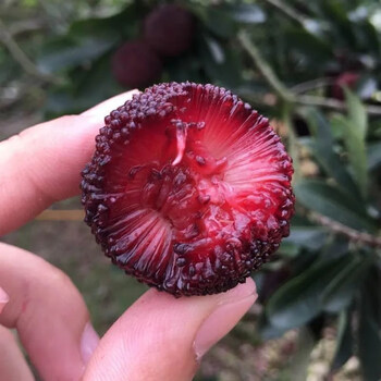 现摘杨梅云南石屏速冻当季时令水果5斤整箱荸荠酸甜杨梅3斤