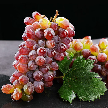 顺丰速运现摘茉莉香葡萄35斤新鲜水果郁金香葡萄非无籽玫瑰香红提5斤