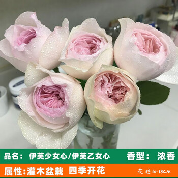 新品伊芙系列月季灌木大花浓香切花型伯爵胭脂香水imis月季大花浓香多季开花乙女心小苗含育苗盆 图片价格品牌报价 京东