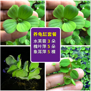 浮萍水草植物造景净化水质的养龟缸养鱼缸用品漂浮水芙蓉苗水葫芦龟缸套餐 图片价格品牌报价 京东