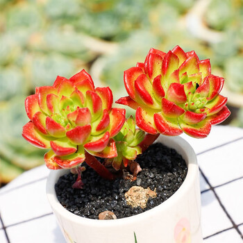 火焰蒂亚多头群生多肉植物盆栽肉肉新手植物办公室创意花卉绿植蒂亚 2头 塑料盆栽好 图片价格品牌报价 京东