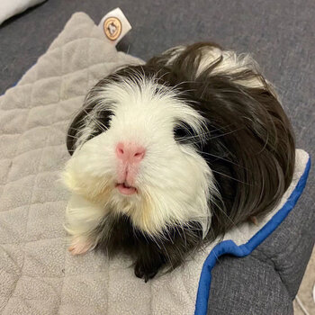 仟芸加州荷兰猪已打疫苗英短卷毛逆毛豚鼠天竺鼠兔子活体荷兰猪活物