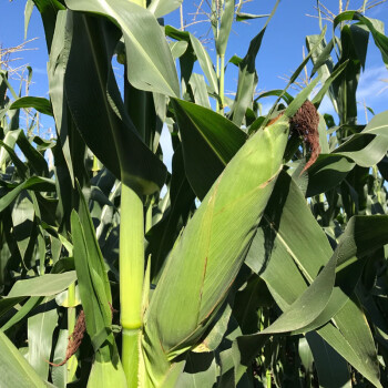 成熟现摘现发密之蓝天农家自种新鲜老玉米苞米棒零食笨生玉米笨棒子黄