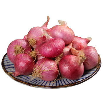 东北小毛葱头 新鲜鬼子葱 圆葱小洋葱 5斤