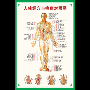 健必爱人体经络穴位图标准大挂图全身高清中医养生艾灸推拿按摩背部