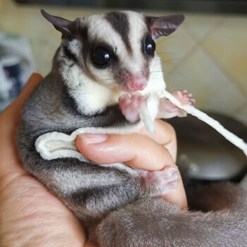 网红蜜袋鼯活体飞鼠小飞鼠幼崽蜜袋鼯幼崽蜜袋宝宝宠物玩家蜜 (蜜袋鼯