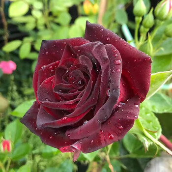 麦桑荷黑巴克月季路易十四玫瑰苗四季开花黑玫瑰花苗花卉阳台易活耐寒