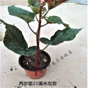 竹節海棠花卉盆栽大葉斑點易活四季陽臺觀葉秋海棠木本綠植物好養2年