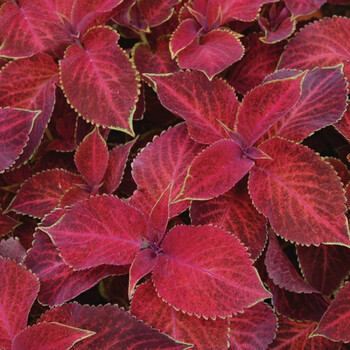 高温高湿观叶花卉种子庭院室外花海四季 进口彩叶草奇才红色天鹅绒5粒
