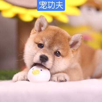 宠功夫纯种日本柴犬幼犬活体小柴犬豆柴宠物狗小型犬狗狗小狗幼崽活物黑柴白柴赤柴c级公 图片