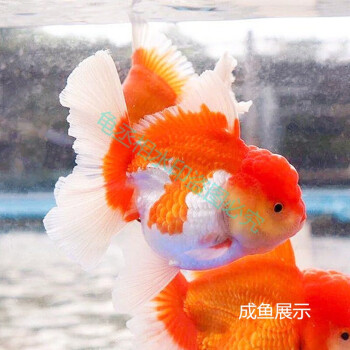 泰獅金魚精品活魚進口f1泰獅紅白黑五花菠蘿泰師百褶裙好養包活78cm