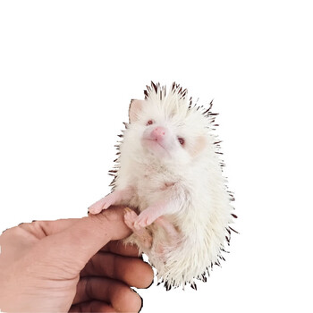 幼崽非洲迷你刺猬小型刺猬宝宝家养宠物小刺猬 白色红眼公(35-48天)