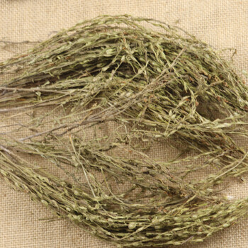 独角金黄花草独脚柑消积汤小儿开胃汤包细独脚马骝独脚疳中药材50g克