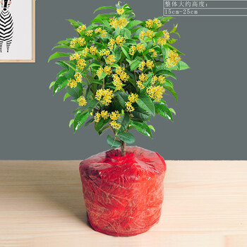 桂花盆栽四季桂树苗浓香型花卉植物室内阳台四季开花常绿桌面绿植桂花