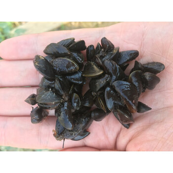 淡水贻贝价格报价行情 京东