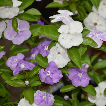 云仓 法国香水茉莉花盆栽香水藤室内花卉植物不断虎头风车茉莉z2 双色