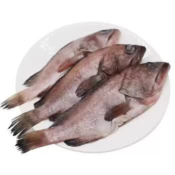 锦祥橙青石斑鱼深海鱼龙胆鱼石斑鱼珍珠龙胆石斑鱼海鲜水产大石斑鱼 6