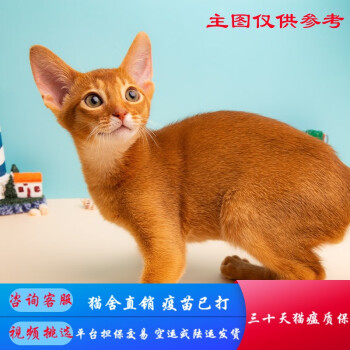 阿比西尼亚猫新款- 阿比西尼亚猫2021年新款- 京东