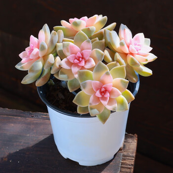 刘不丁粉色紫雾多肉植物老桩绿植花卉组合盆栽阳台室内罕见稀有品种