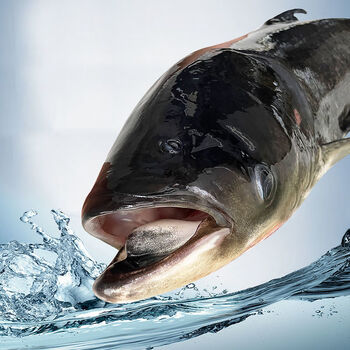 水库鲜活现杀胖大头鱼鲢鱼头剁椒鱼头鱼头煲汤花鲢白鲢酸菜鱼腾旺纳跃