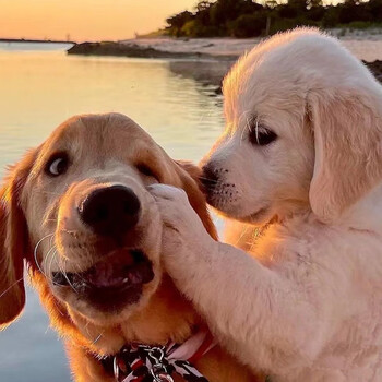 黄金巡回猎犬金毛大骨架大型犬宠物活体狗狗金毛宝宝公母均有特价款公