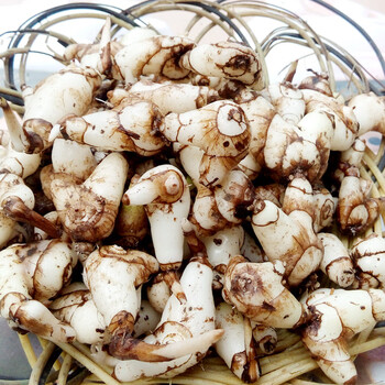 康中尊贵州白芨野生新鲜旱小白及500g1斤面膜