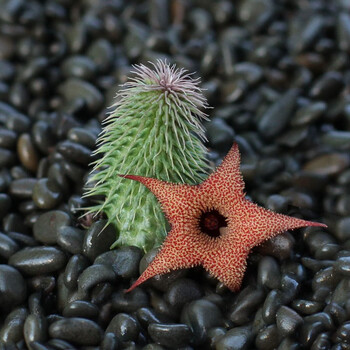 萝藦科多肉植物组合可爱室内新手好养盆栽桌面花卉大全t2 阿修罗单头