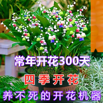 轻奢 四季开花 铃兰花根带芽浓香花卉阳台室内室外耐寒绿植物盆栽苗推荐 混色 四季开花 不含盆推荐 个芽带根 图片价格品牌报价 京东 轻奢 四季开花 铃兰花根带芽浓香花卉阳台室内室外耐寒绿植物盆栽苗推荐 混色 四季开花 不含盆推荐 个芽带根 图片价格品牌报价 京东