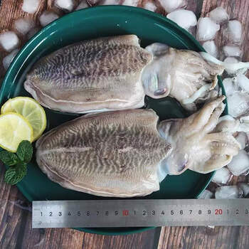 6-0.8斤/条) 深海现捕大墨鱼