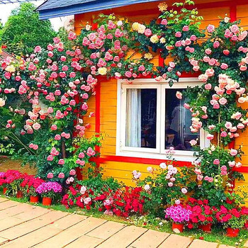 多季开花精品蔷薇爬藤大花浓香庭院植物盆栽花卉玫瑰月季爬墙玫瑰墙薇