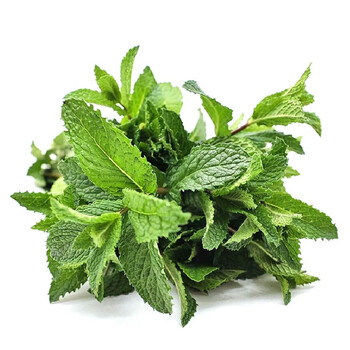 顺丰 薄荷叶新鲜食用泡水装饰烘焙调酒水吧野调味香菜薄荷500g