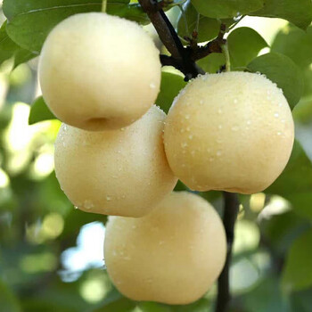 四川华蓥蜜梨当季新鲜黄金梨华蓥山梨精选大果生鲜水果5斤