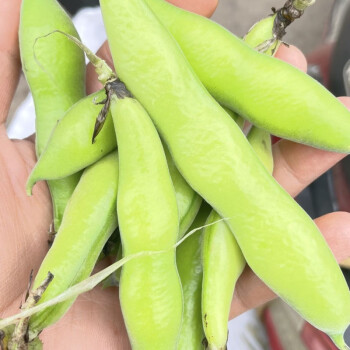 新蠶豆批發蠶豆新鮮青蠶豆四川帶殼蠶豆 3斤