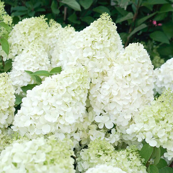 盆栽石灰灯香草草莓夏季好养观花八仙绣球花卉植物 北极熊(1米大苗)