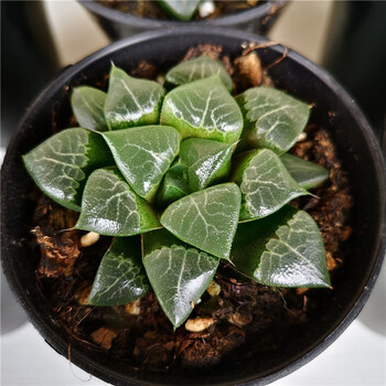 花络阁木叶克里克特大久保白银蓝镜玛丽丽初雪三仙多多肉植物木叶