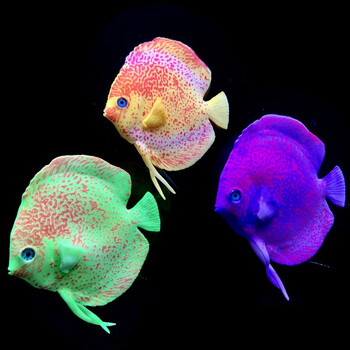 支持小米mi同款假鱼推荐仿真荧光鱼鱼缸装饰假鱼硅胶材料造景塑料鱼