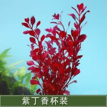 京选推荐 鱼缸水草 水草活体 水族造景鱼缸装饰真水草好养耐活水植物紫丁香1杯10支 送下沉磁环 图片价格品牌报价 京东