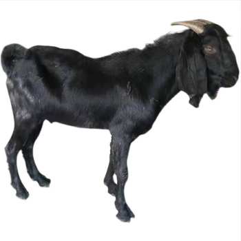 努比亚黑山羊大耳朵图片