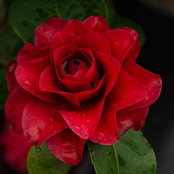 茶花盆栽苗 多年生木本观花植物 花园庭院灌木花卉植物 叠红玫瑰 2
