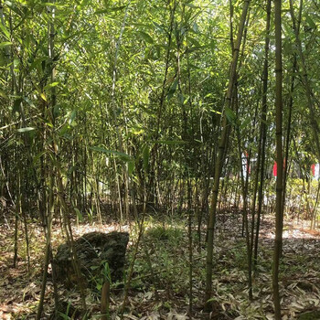 实心竹苗井冈文玩实心玉竹龙血金丝竹子苗四季常耐寒青竹苗紫竹苗庭院