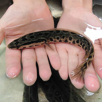 黑魚魚苗發財魚烏魚苗養殖觀賞魚淡水魚冷水魚觀賞魚生態黑魚烏棒黑