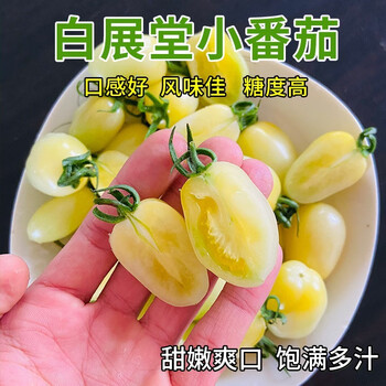白色圣女果奶油番茄新鲜千禧柿子山东5斤白妃圣女果现摘 5斤装