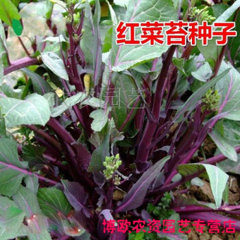 武汉洪山红菜苔种子 红色四九菜心种子 四季阳台盆栽菜籽蔬菜种子 红菜苔厂家袋装8克装